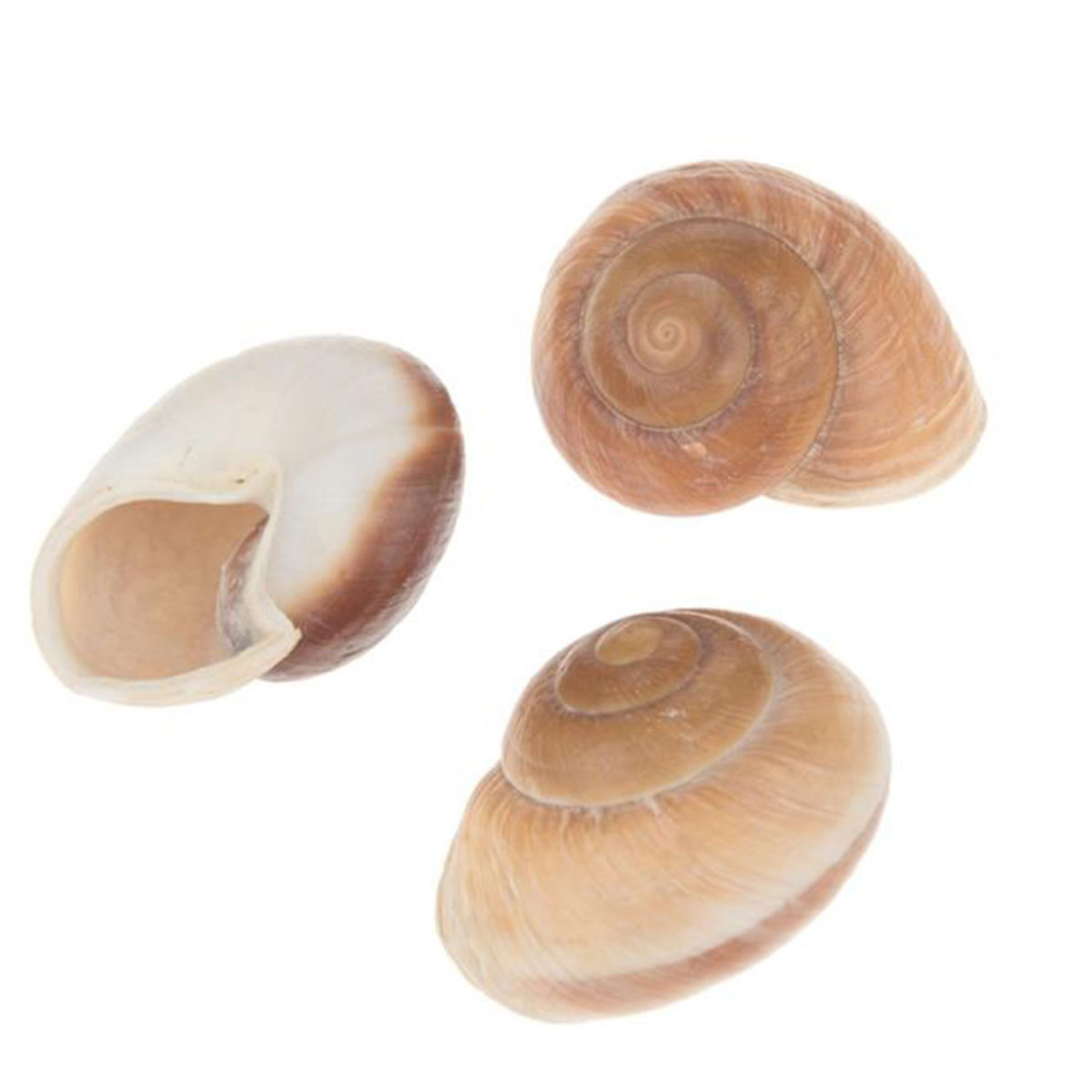 Natur Schneckenhaus braun Mammutschnecke