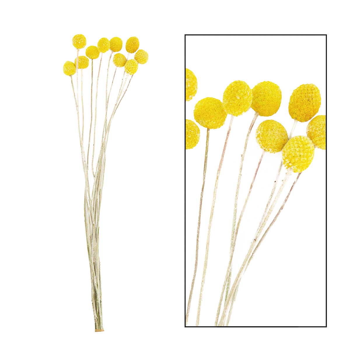 Naturpflanze Trockenblume Trommelstöckchen Crespedia, gelb, DIJK Natural Collections