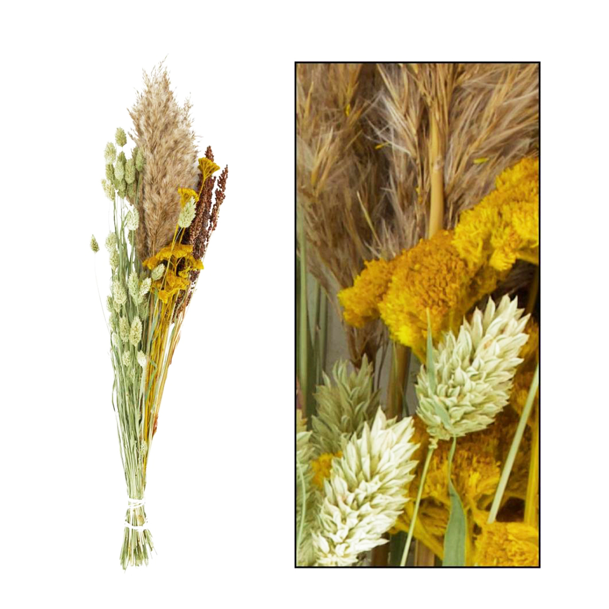 Naturpflanze Trockenblumen Gräser gemischt, creme/orange/grün, in der Box, DIJK Natural Collections