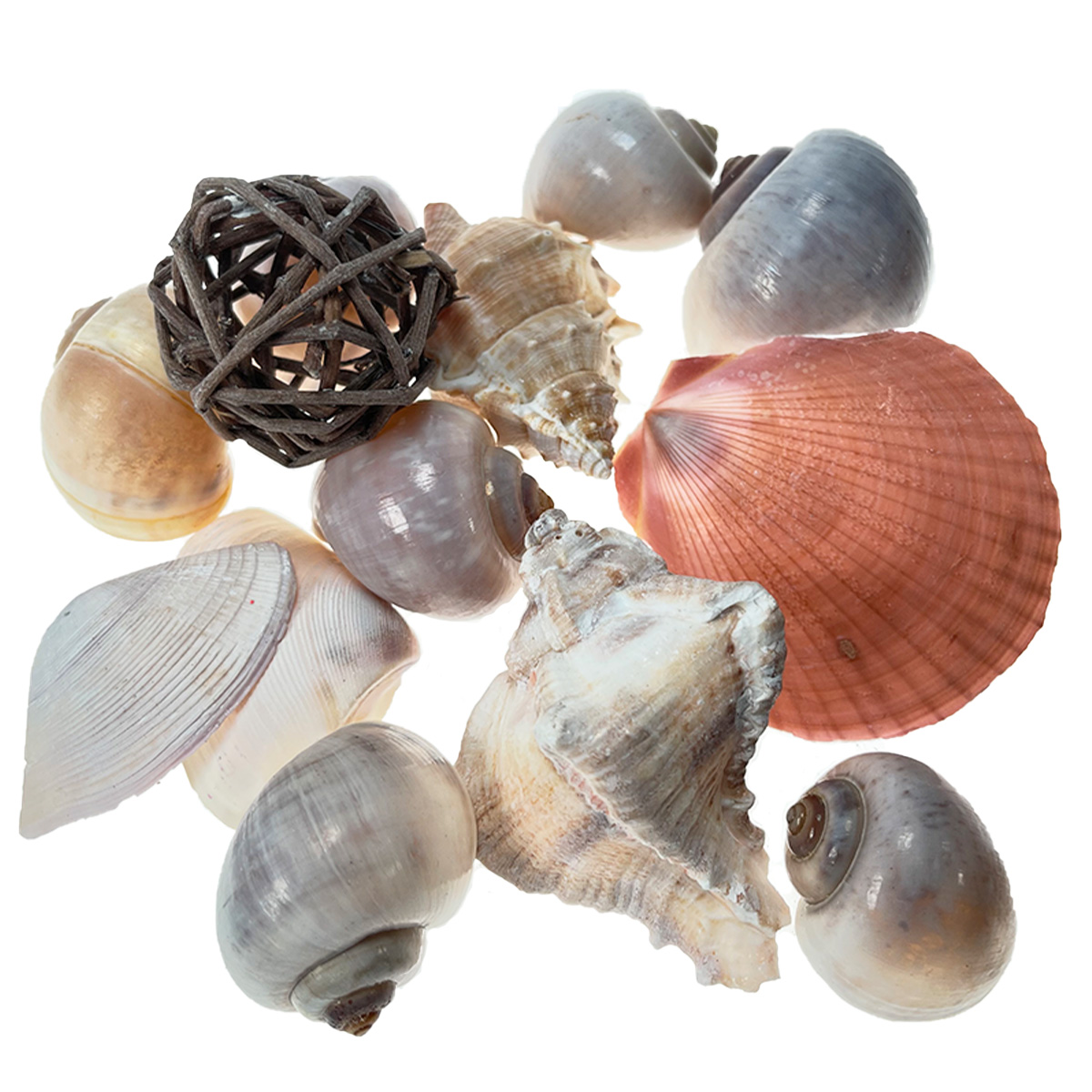 Deco Muscheln im Netz, Muscheln und Schneckenhäuser