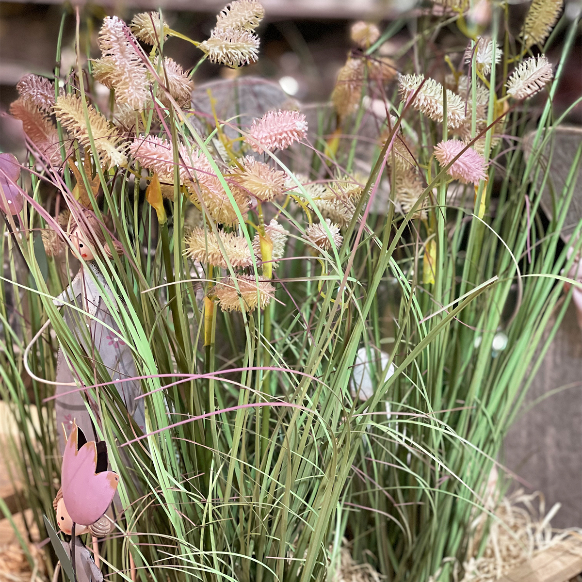 Zittergras rosa getopft 60cm