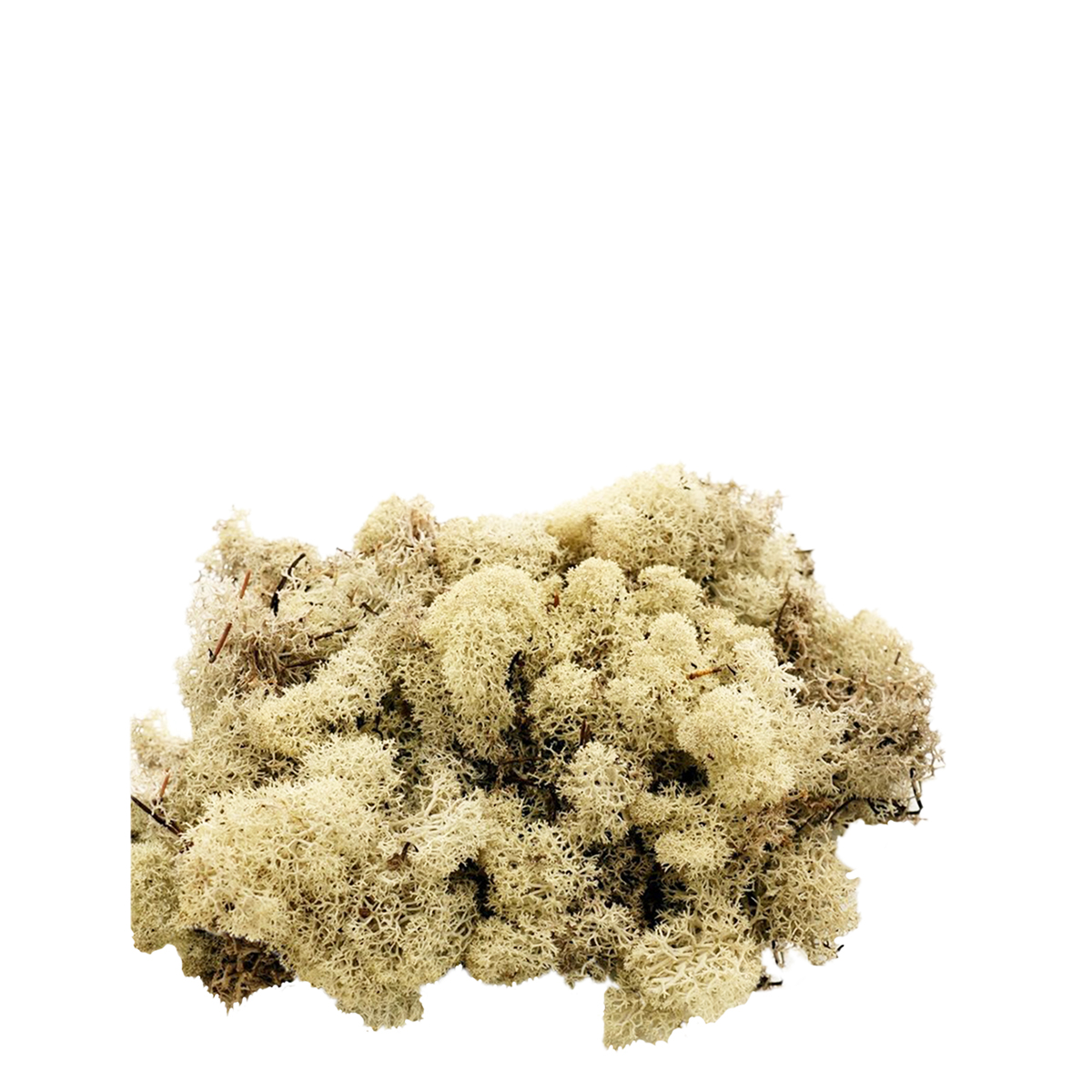 Deko Moos, Islandmoos - Rentiermoos, natur, 50g, DIJK Natural Decorations