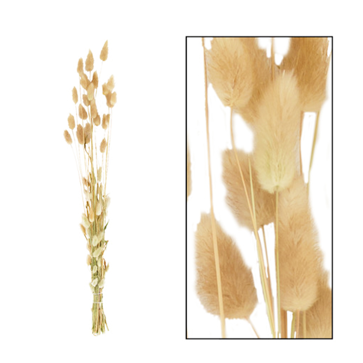 Naturpflanze Trockenblume Samtgras Lagurus natur, in der Box, DIJK Natural Collections