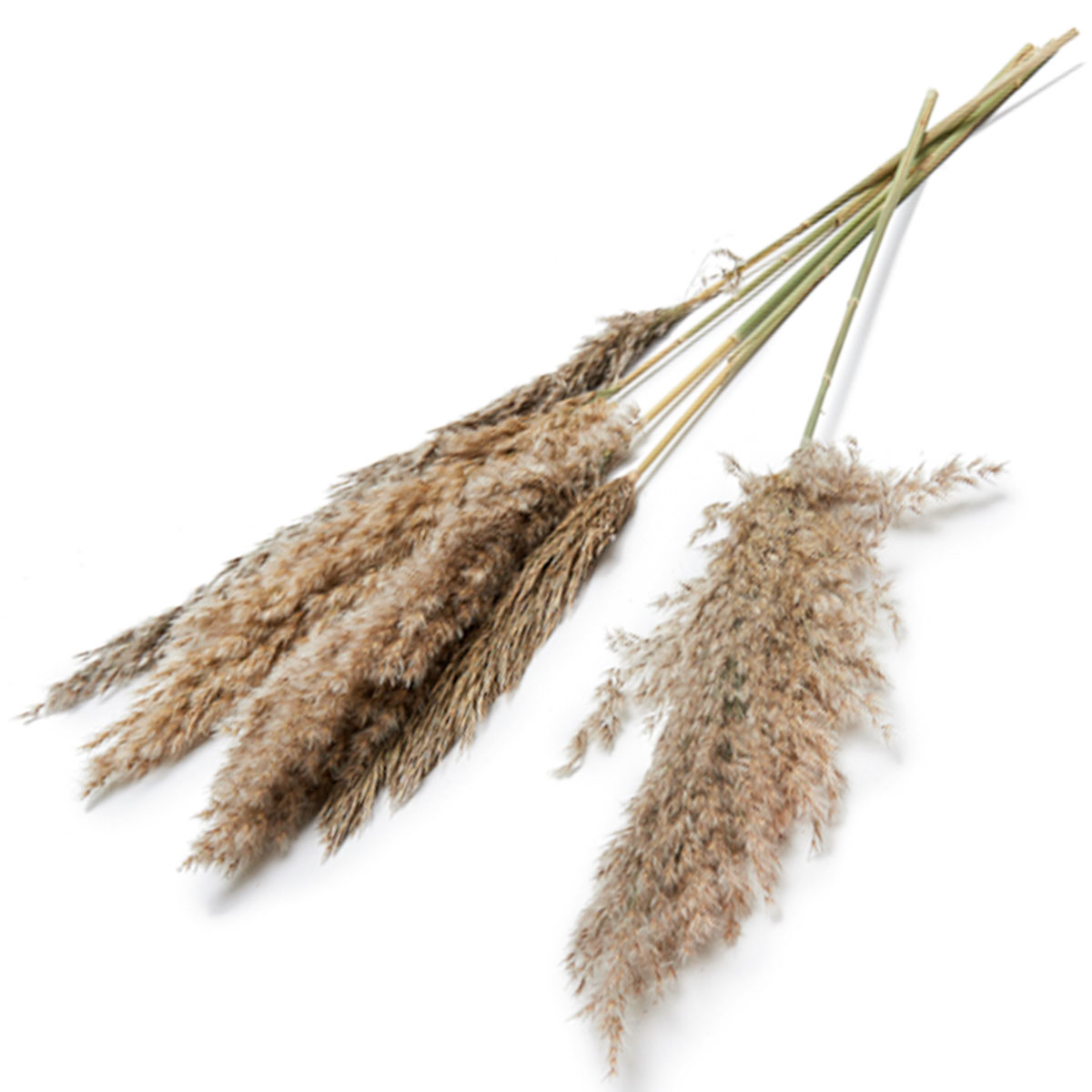 Pampasgras natur 70cm 6St/Packg.