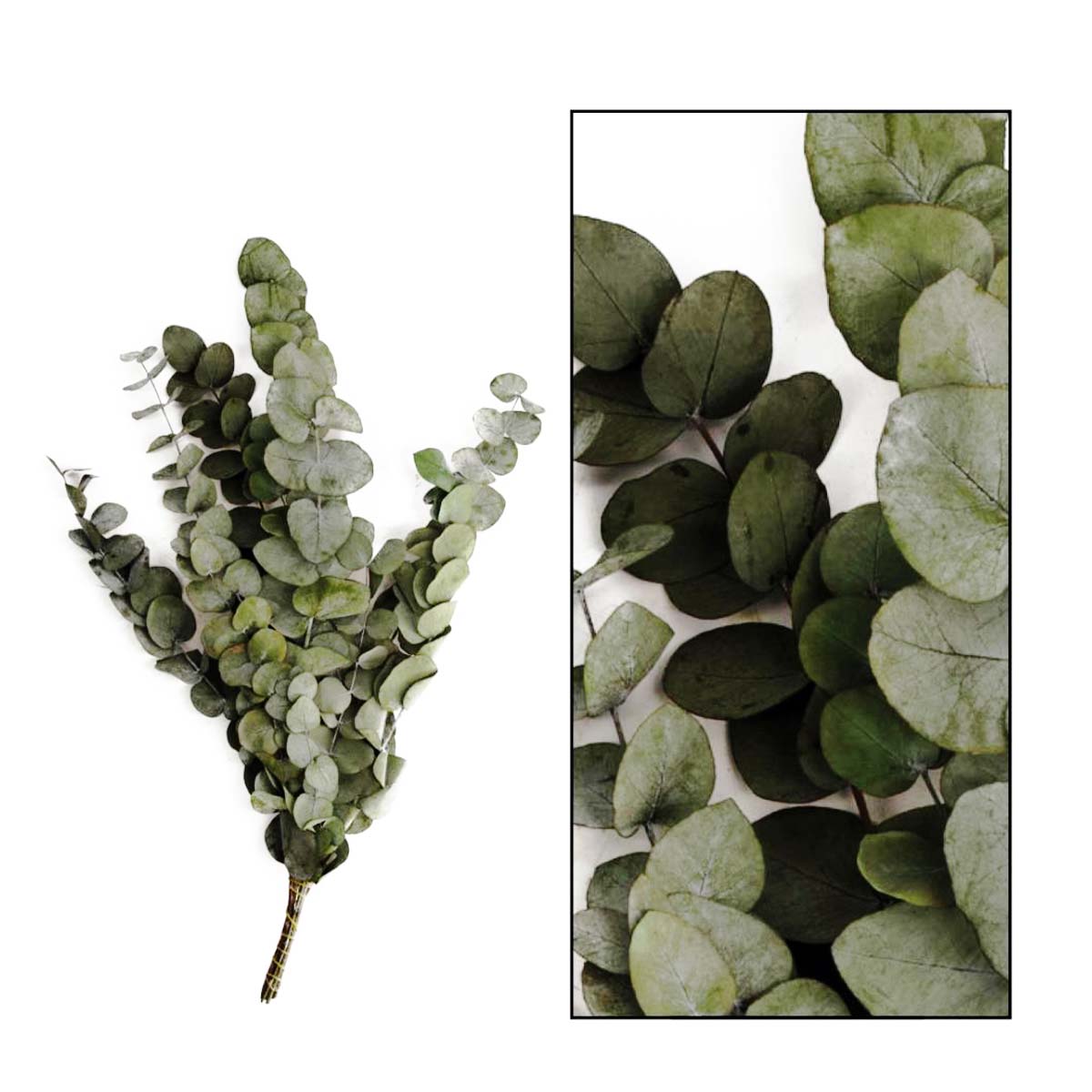 Naturpflanze Trockenblume Eucalyptus dunkelgrün natur, 85gr, DIJK Natural Collections