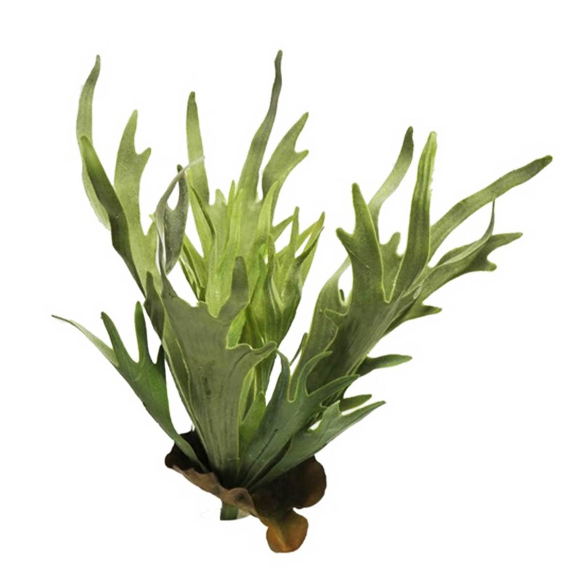 Kunstpflanze Farn, Geweihfarn grün-braun, 47cm, Pick