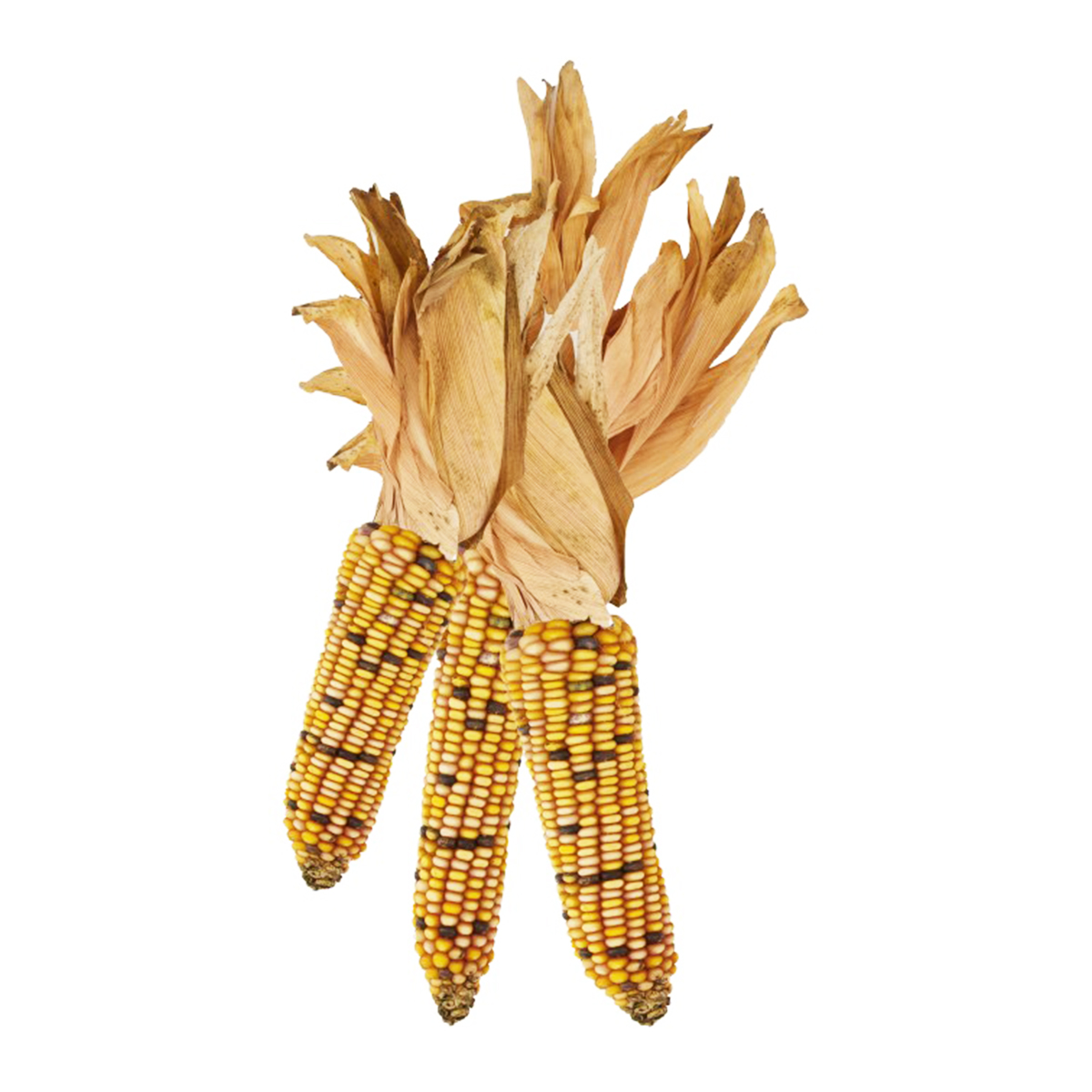 Natur Mais, 3St., gelb/schwarz