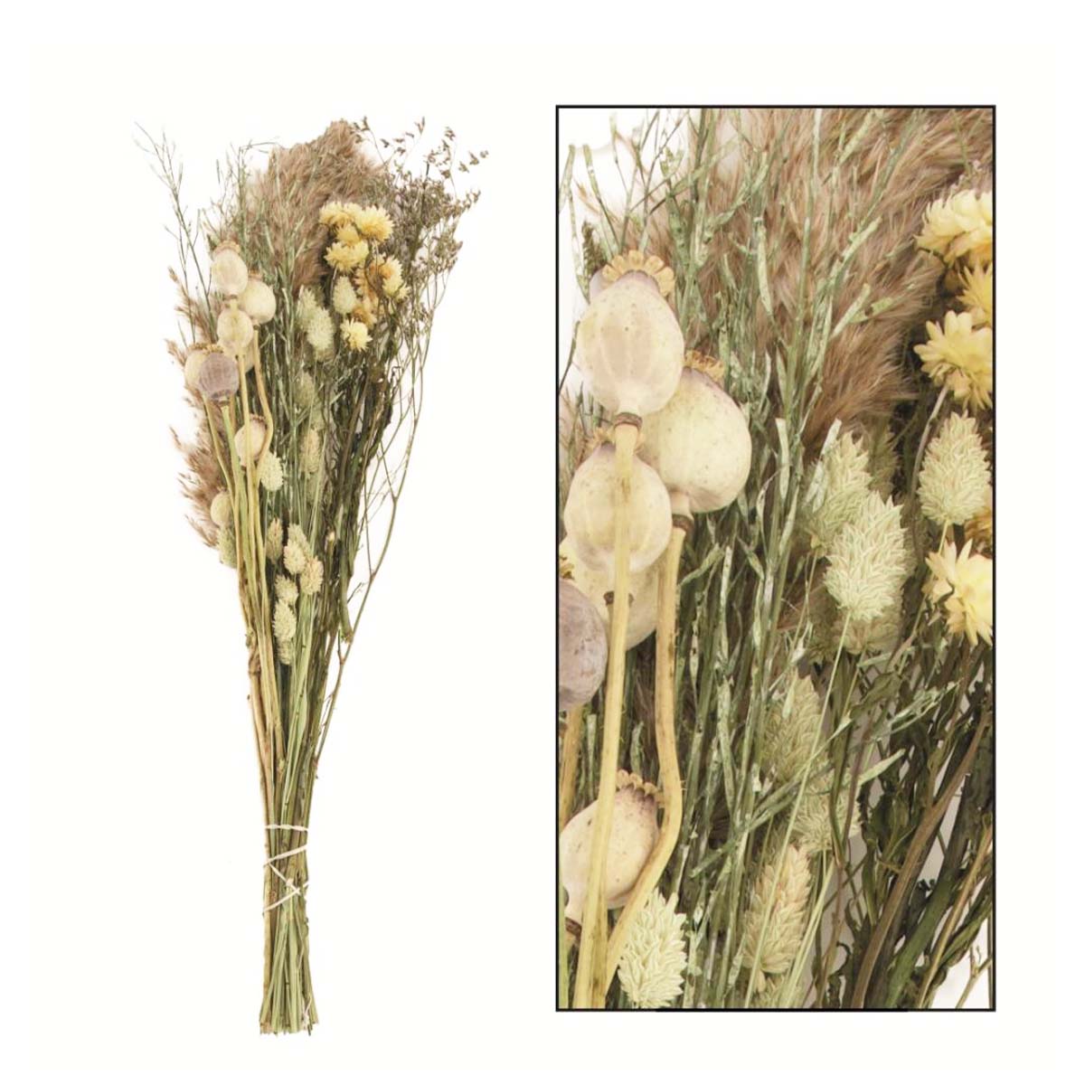 Naturpflanze Trockenblumen Mohn und Gräser gemischt, creme/braun, in der Box, DIJK Natural Collectio