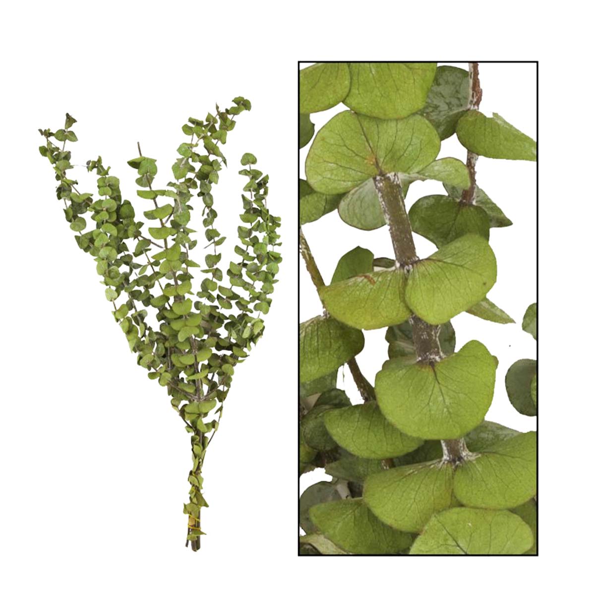 Naturpflanze Trockenblume Eucalyptus grün natur, 85gr, DIJK Natural Collections