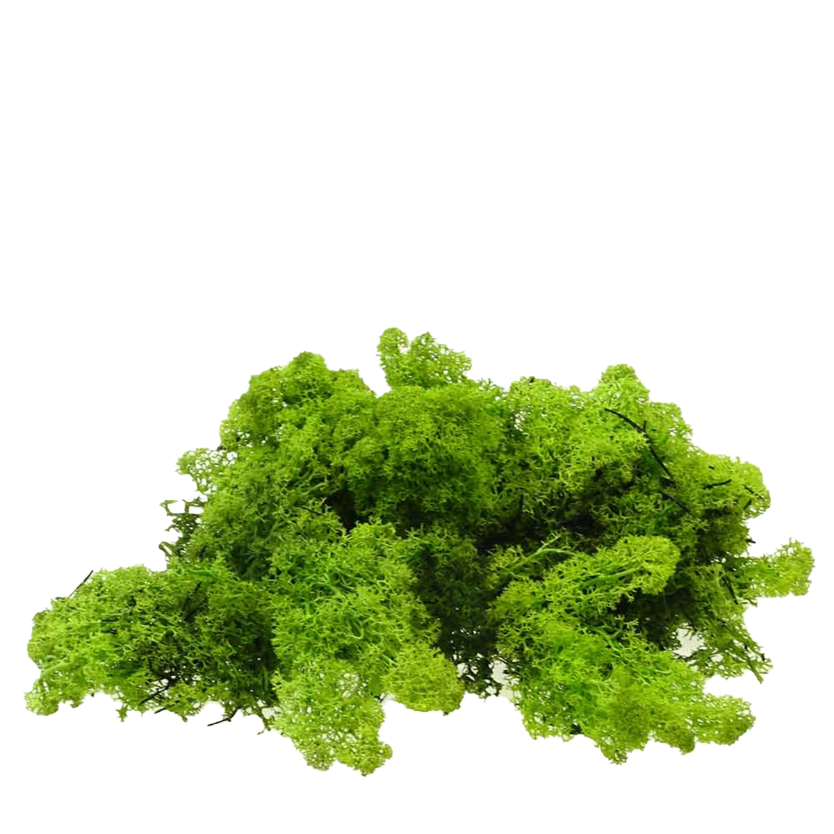 Deko Moos, Islandmoos - Rentiermoos, helllgrün, 50g, DIJK Natural Decorations