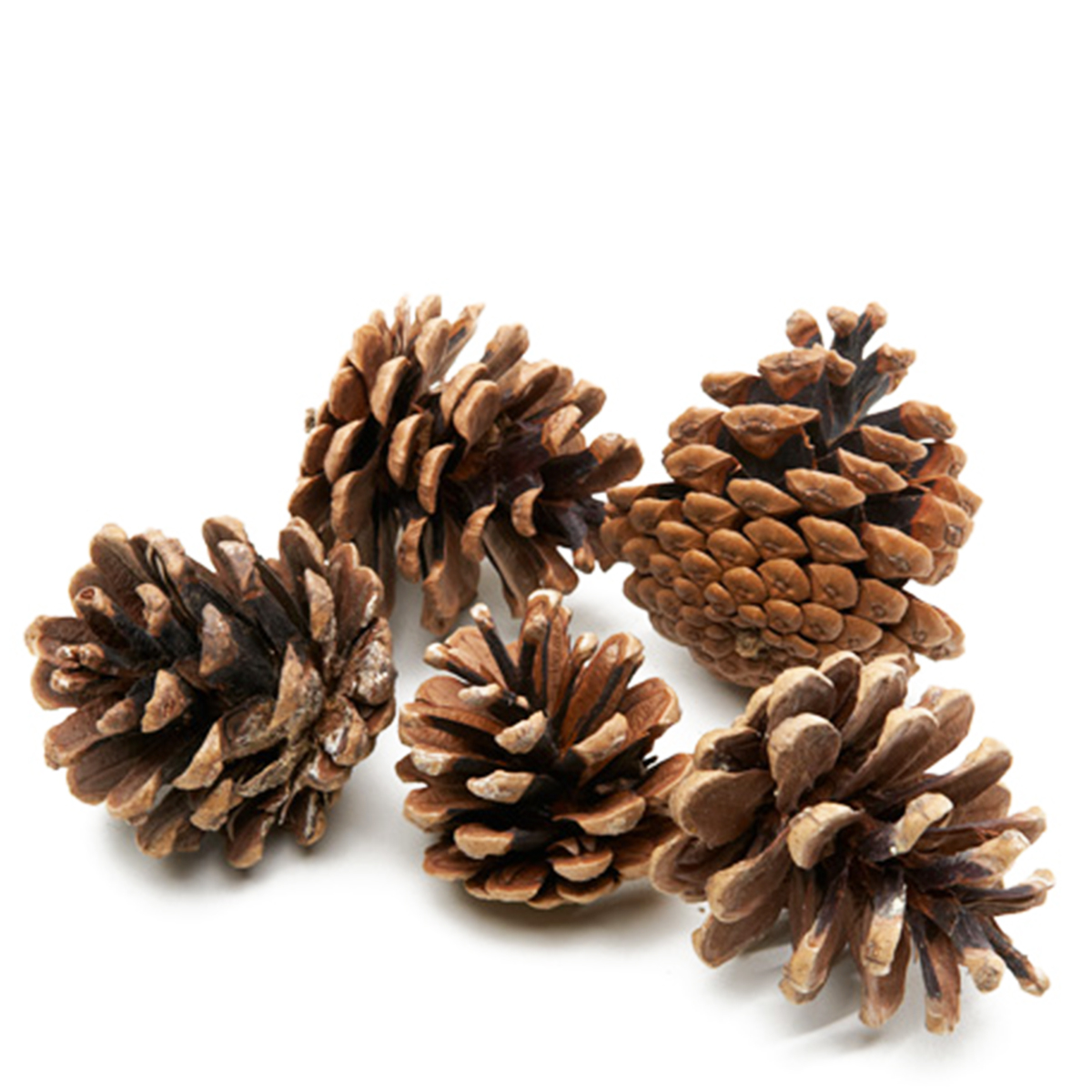 Kiefernzapfen natur, 150g