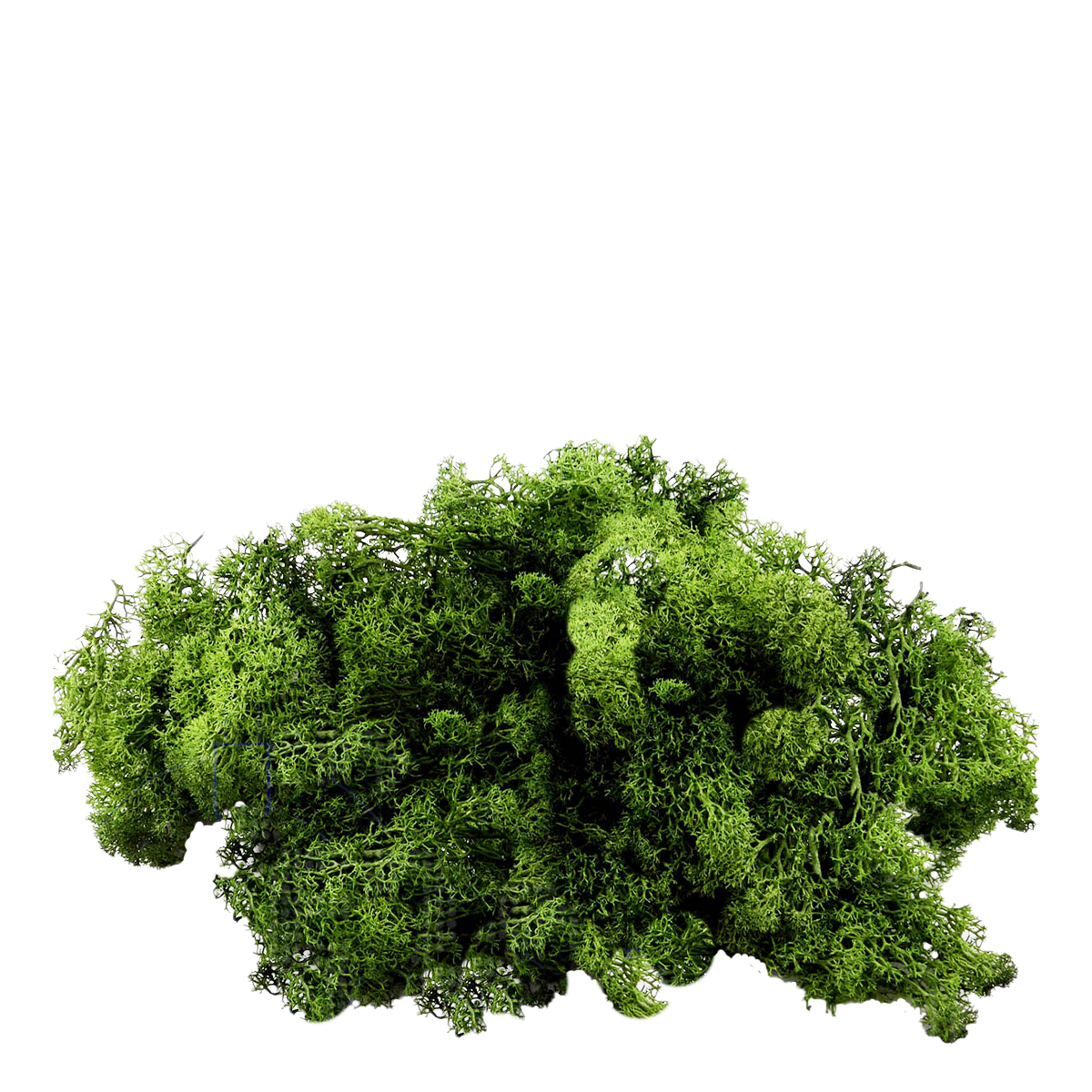 Deko Moos, Islandmoos - Rentiermoos, dunkelgrün, 50g, DIJK Natural Decorations