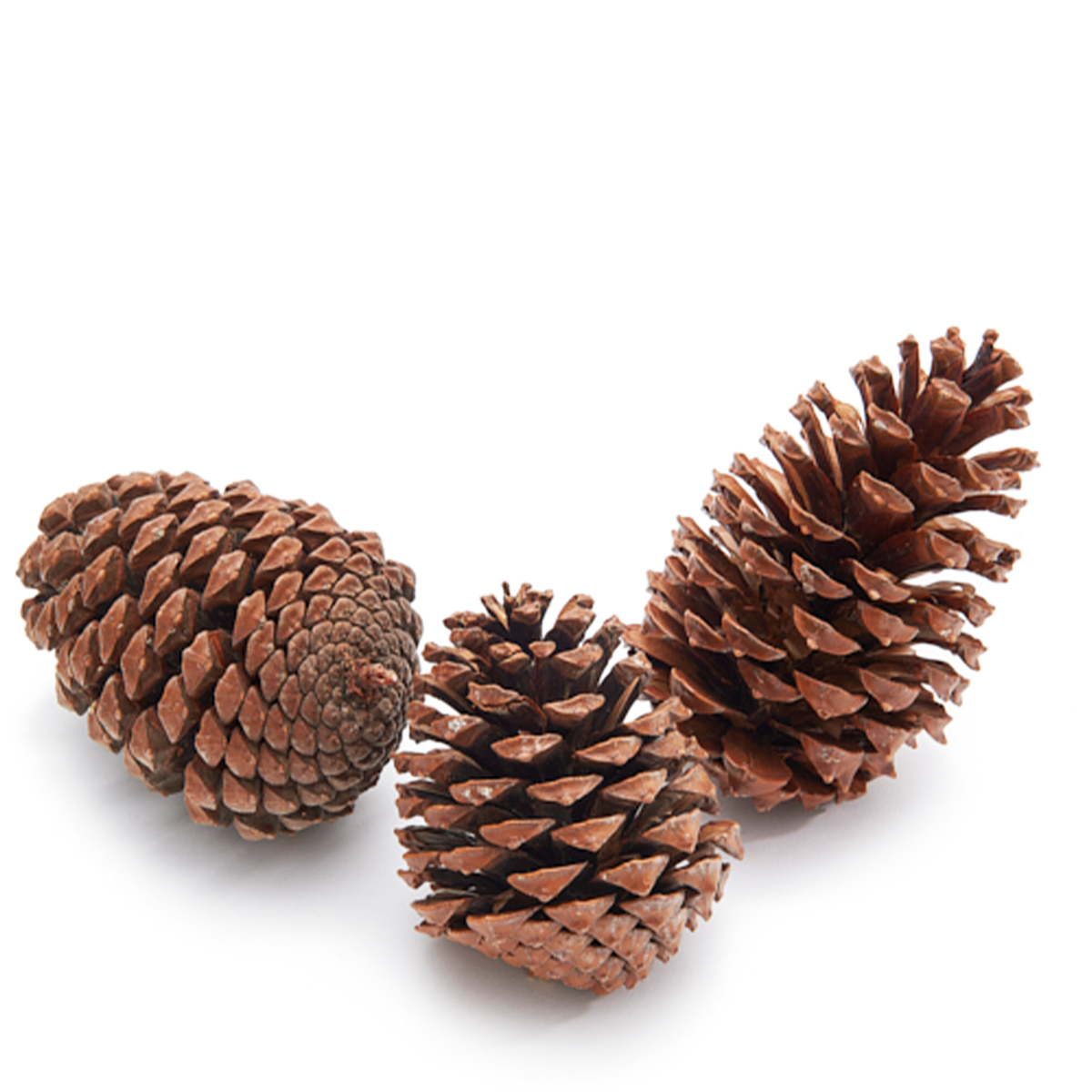 Kiefernzapfen natur, ca 12cm