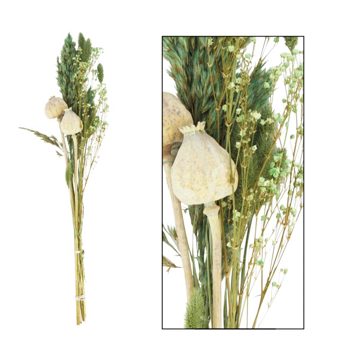 Naturpflanze Trockenblumen Mohnkapsel gemischt, creme/grün, in der Box, DIJK Natural Collections