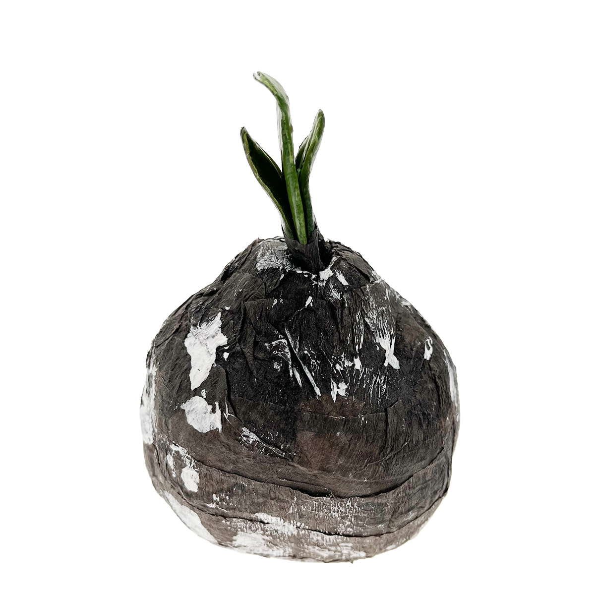 Amaryllis Zwiebel braun/schwarz