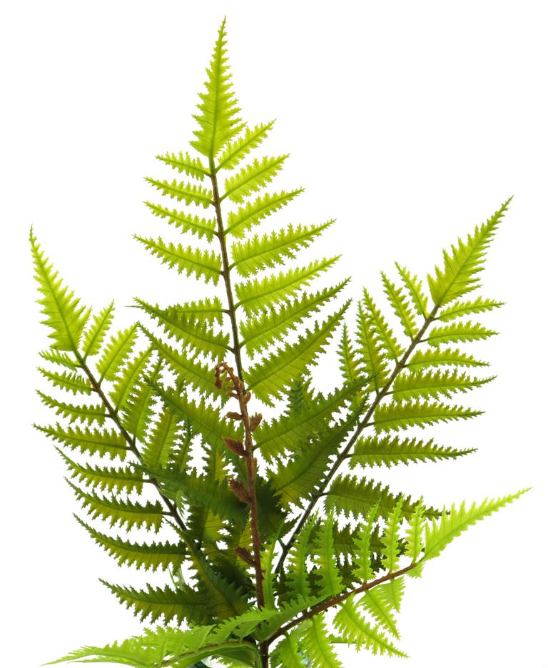 Deko Wald-Farn, Pick