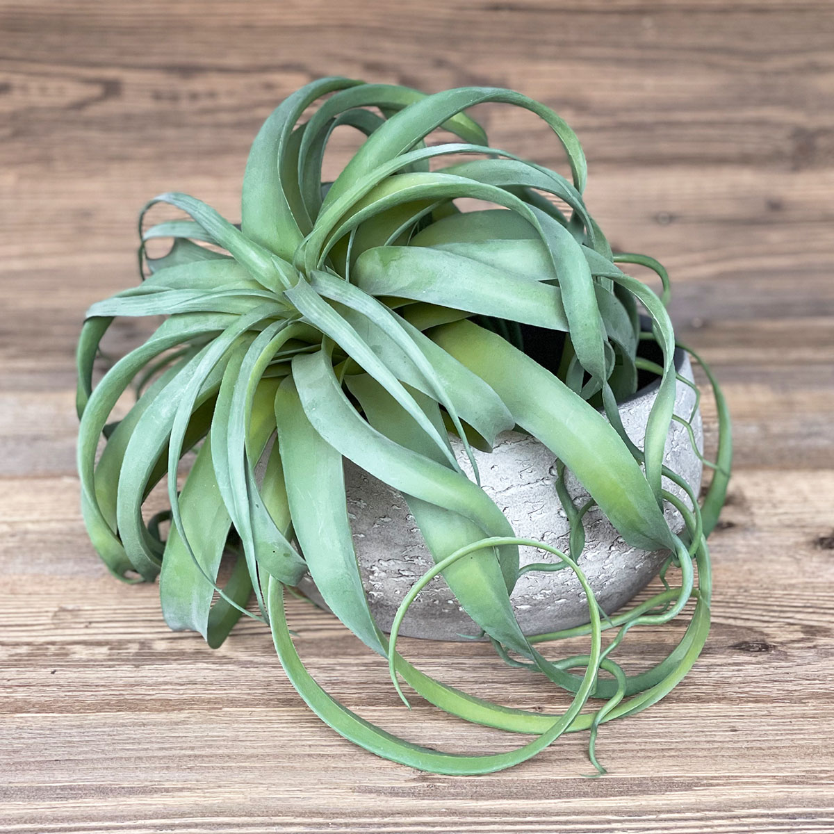 Kunstpflanze Luftpflanze Tillandsie, Sterntillandsie grün-grau, Ø40cm