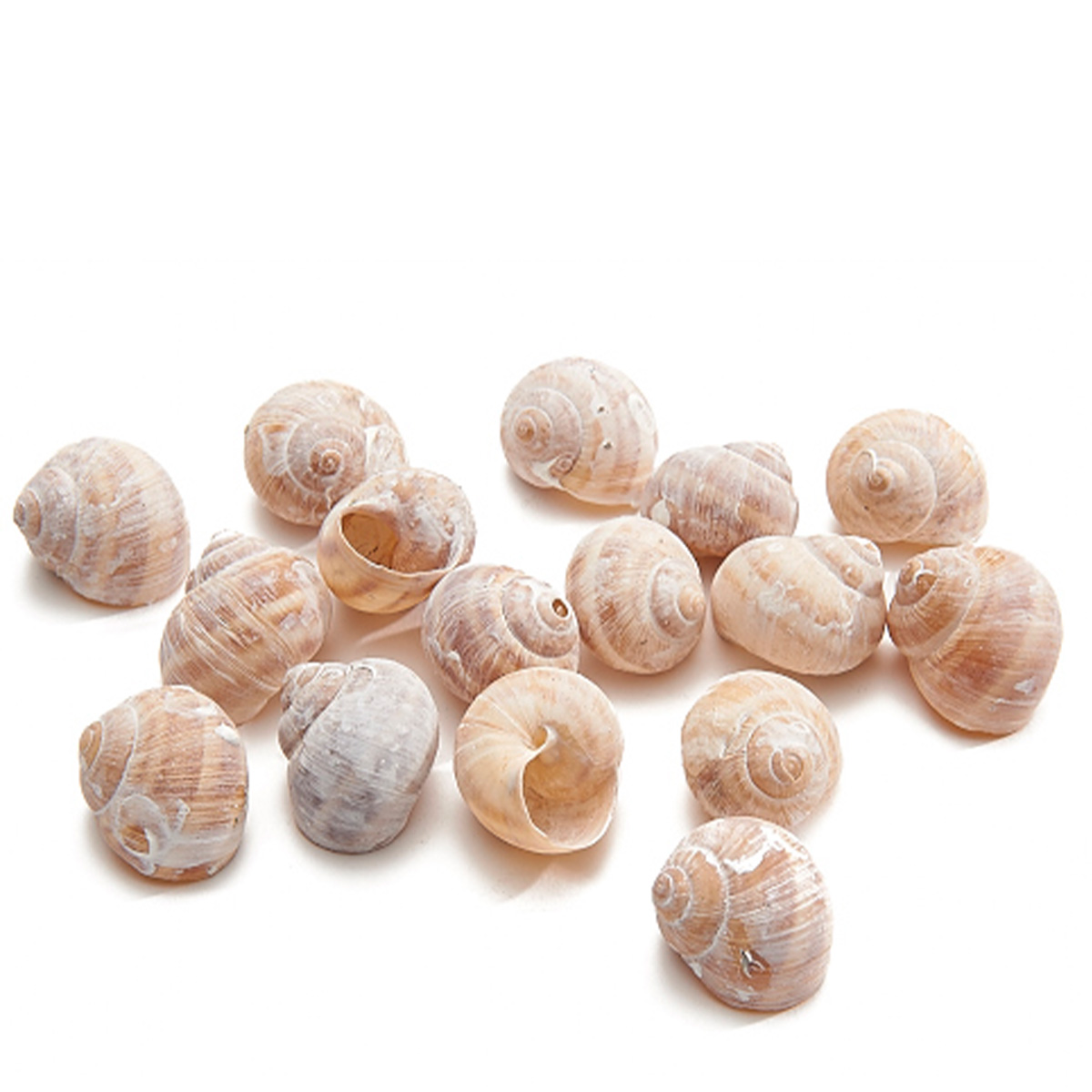 Natur Schneckenhäuser weiß gefärbt 250g/Beutel