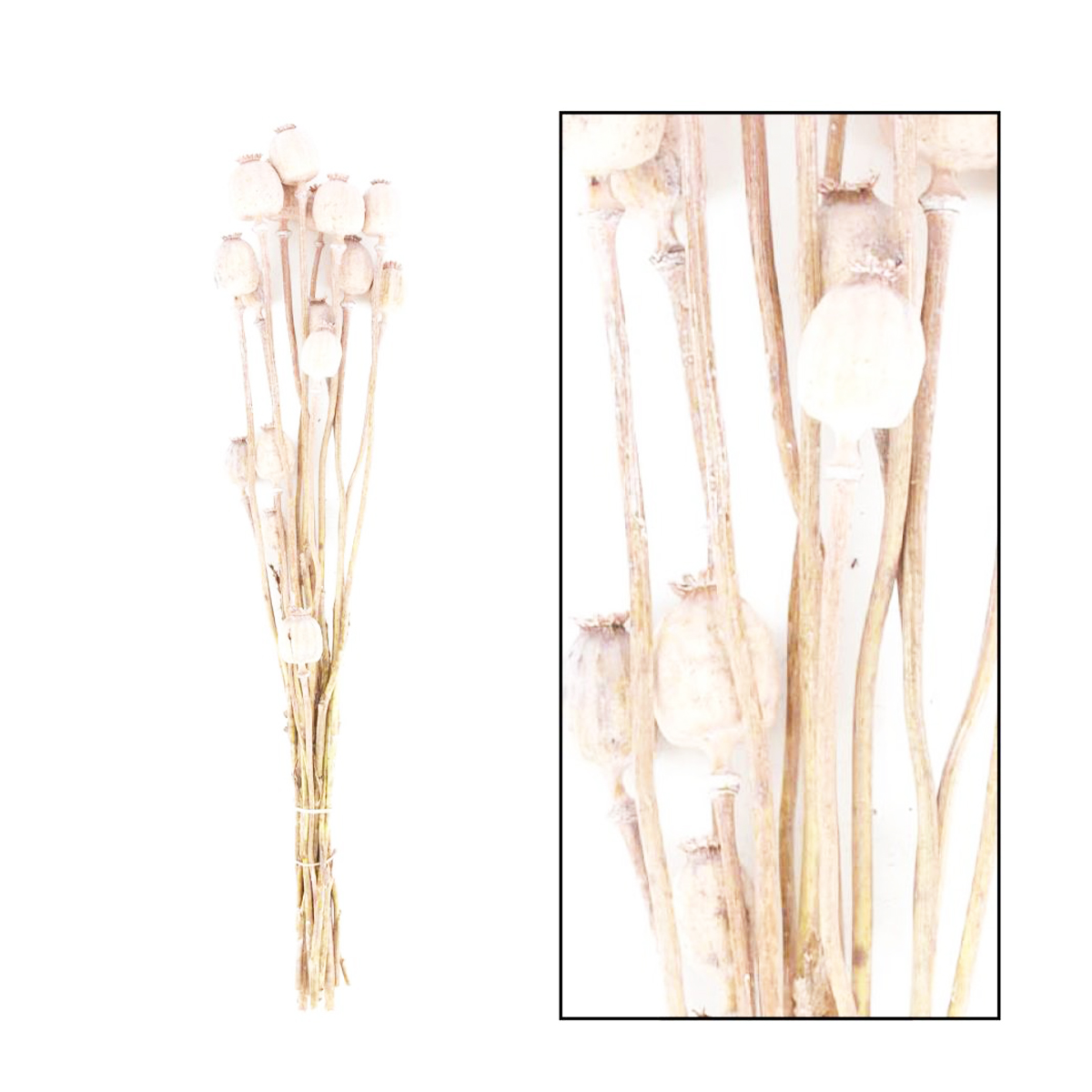 Naturpflanze Trockenblume Mohn Papaver lachsfarben, DIJK Natural Collections