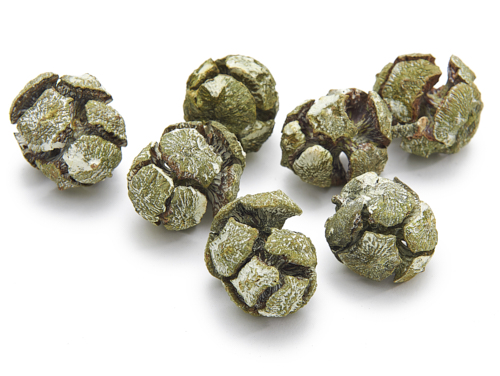 Zypressen-Zapfen, gefrostet, grün, 1kg