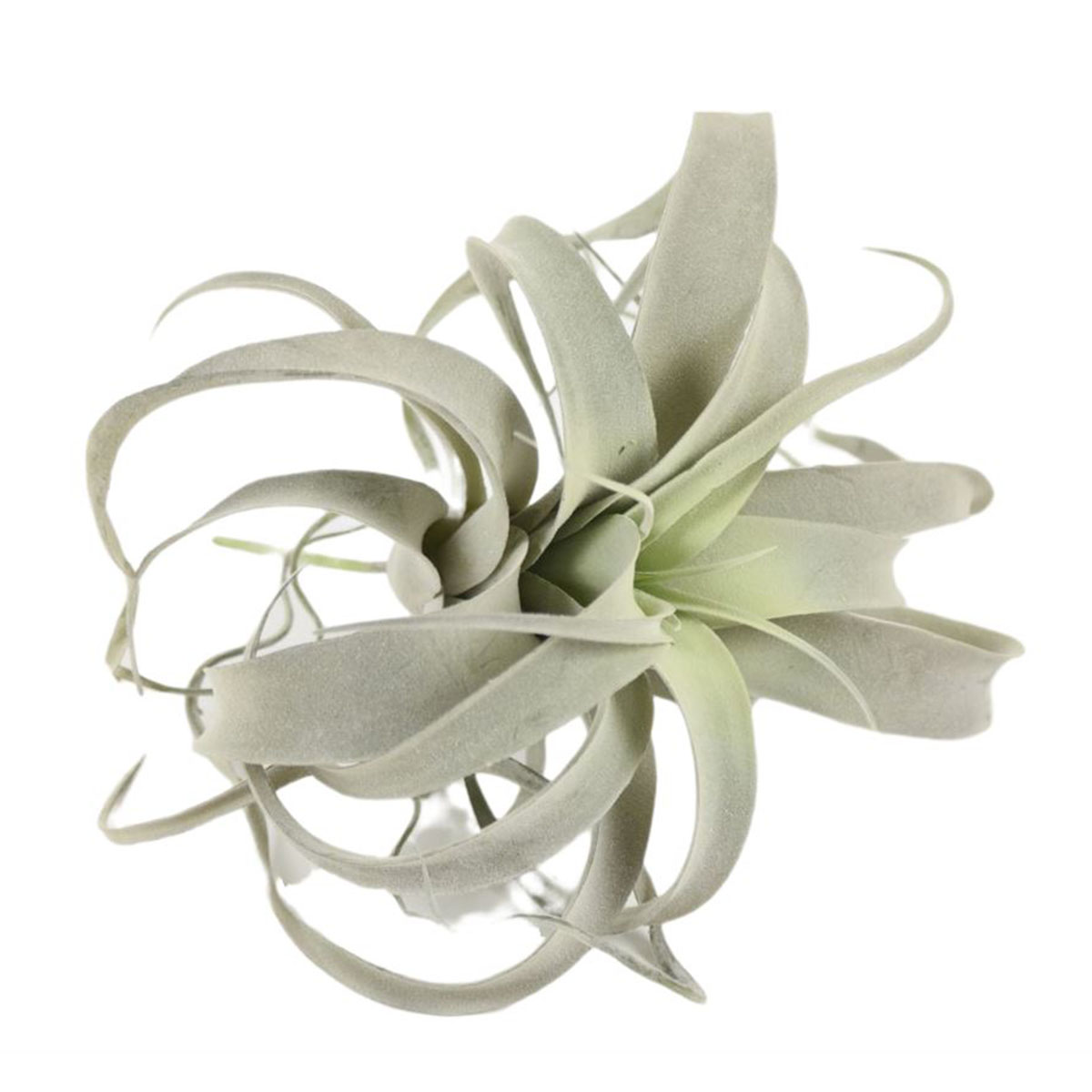 Kunstpflanze Luftpflanze Tillandsie, Sterntillandsie grün-grau, Ø25cm
