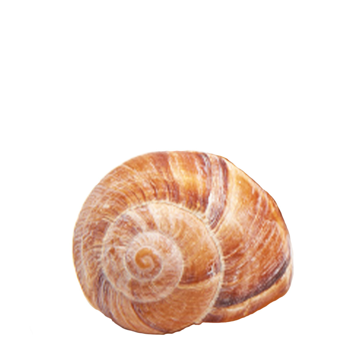 Großes Schneckenhaus, Natur ,7cm