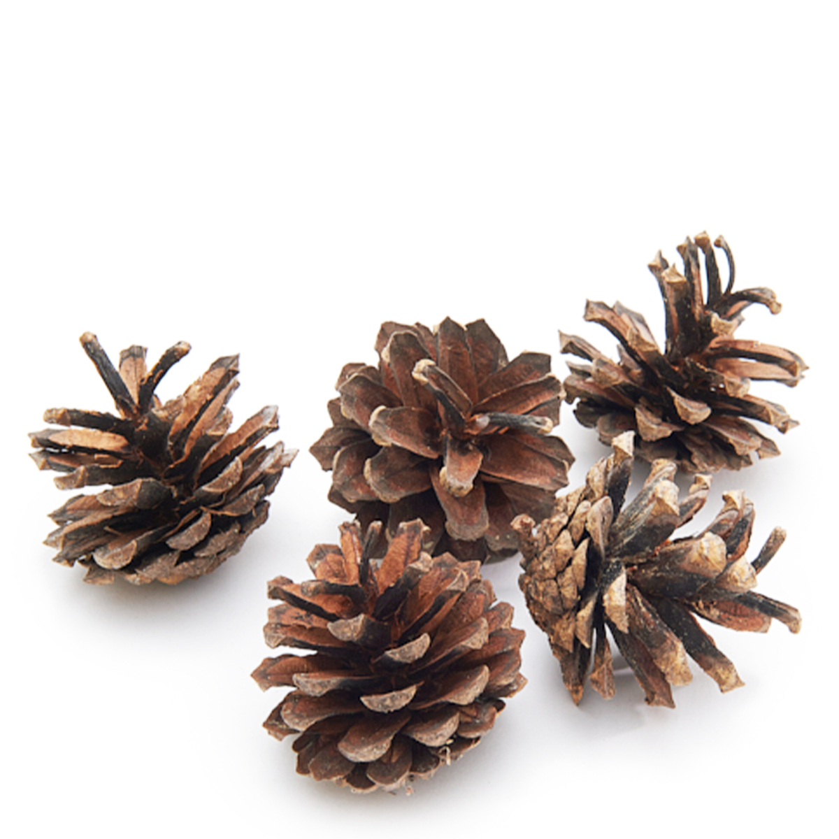 Kieferzapfen natur, 200g