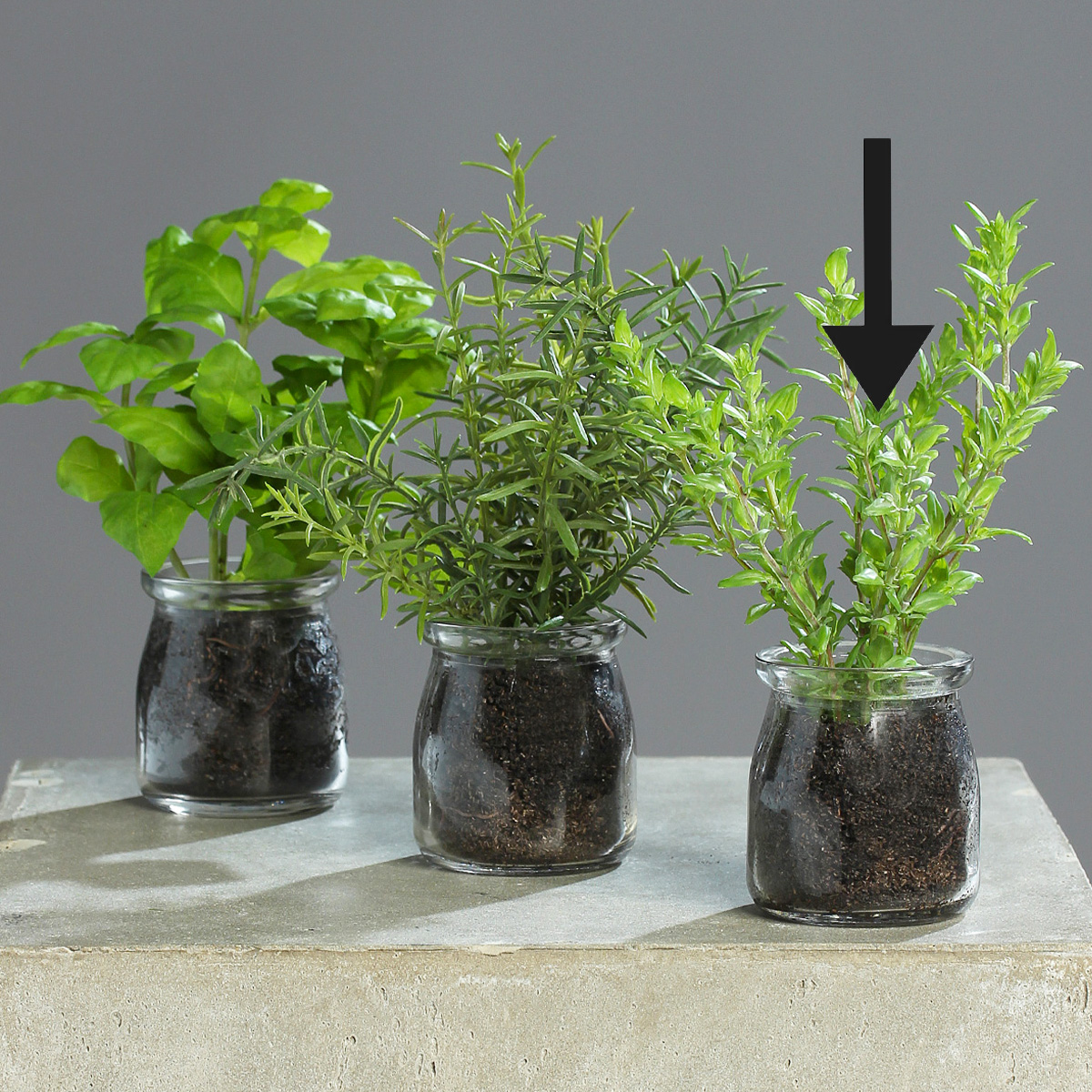 Kunstpflanze Kräuter im Glas, Thymian, 27cm