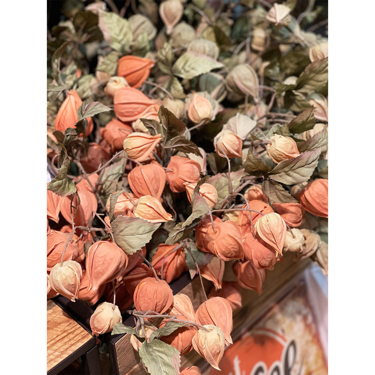 Kunstblume Physalis Zweig, orange-grün, 54cm, Nova Nature