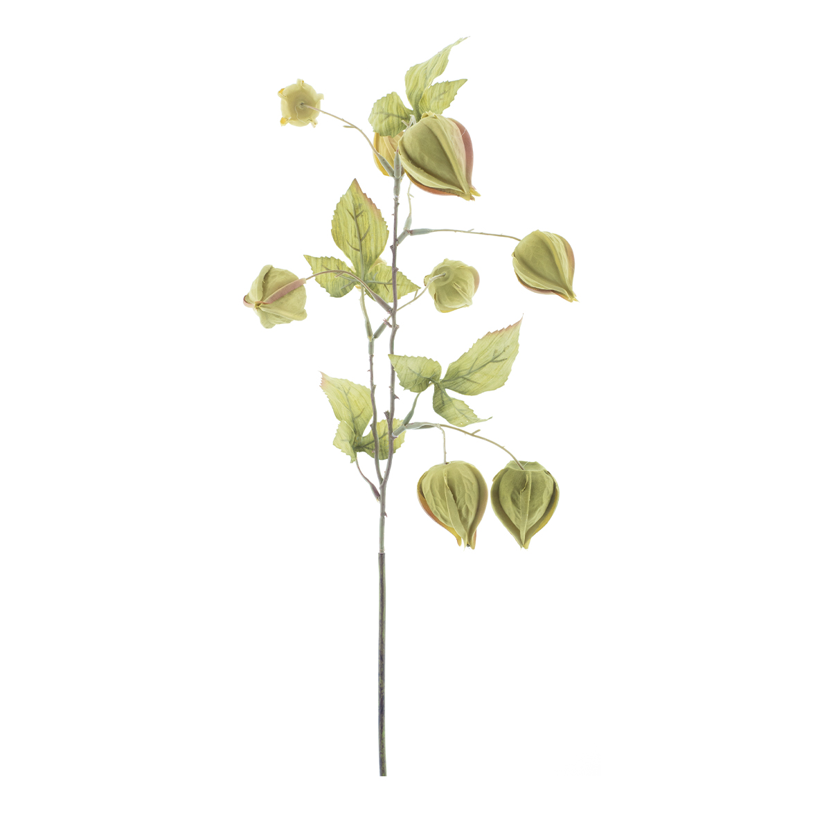 Kunstblume Physalis Zweig, grün, 54cm, Nova Nature