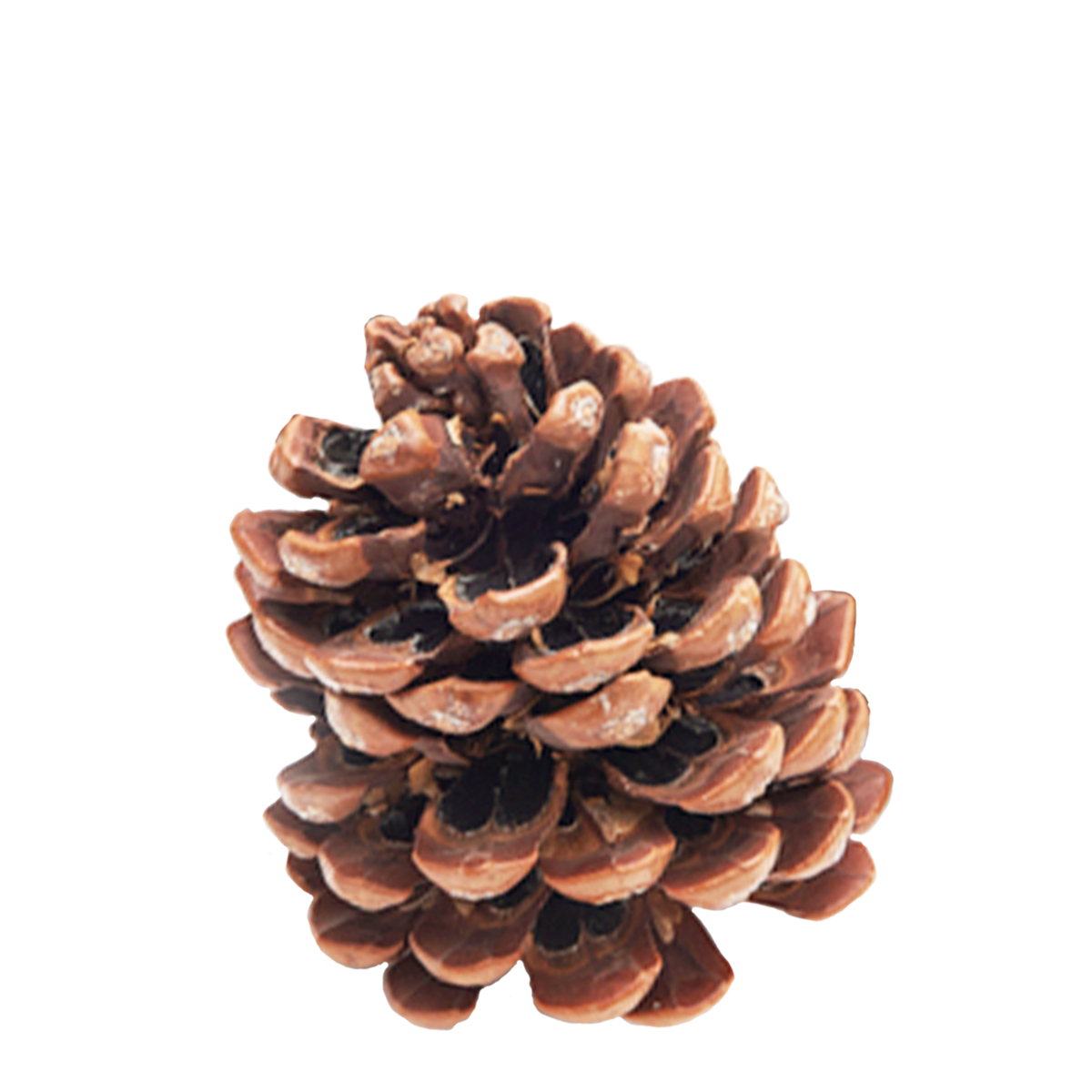 Pinienzapfen natur, ca 9cm